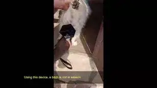 How to detect silent heat in a bitch