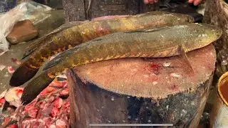 Amazing Snakehead Sola Fish Cutting Skills; Expert Fish Cutting In Bangladesh Market