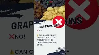 Why Grapes Are TOXIC to Dogs? Explained by veterinarian