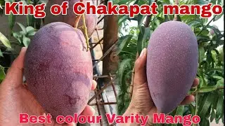 King Of Chakapath Mango Plant! Best colour Varity Mango 