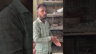 Visiting Karan Fancy Pigeon Loft #shorts #fancypigeon #fancykabutar#kabutarloft #pets#khandwapigeon