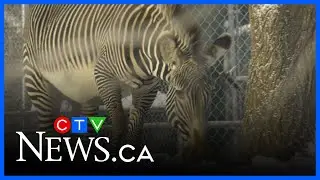 Valley Zoo zebras leaving Edmonton