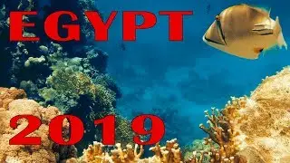 Египет - 2019 (Egypt-sharm el sheikh) Смотреть лучше 4к.        #redsea #egypt #aquablue #aqua_blue