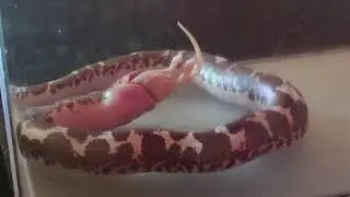 Boa des sables qui mange