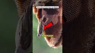 Bird + Human + Honey Badger = The Ultimate Honey Heist! 🍯