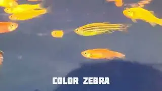 Fish Factory | New Fish Stock | Arowana | Dumbo Ear Betta | Candy Betta | Polar Blue | Japanese Koi