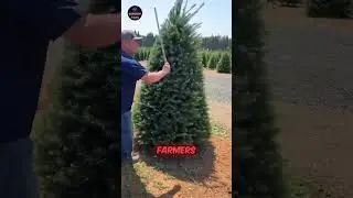 Life of Christmas Tree Farmers | How Real Christmas Trees Are Grown & Harvested