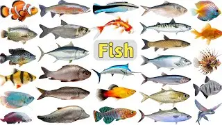 Fish Names for Kids ll 80 Fishes Names In English With Pictures ll Fish Types