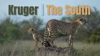 Big Cats and Bad Weather in Southern Kruger | ED Wildlife | Satara, Tamboti and Berg en Dal