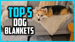 ✅Top 5 Best Dog Blankets in 2025