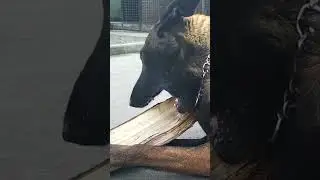 ✅ Звуковой эффект Злая собака рычит