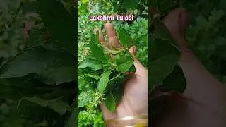 Lakshmi Tulasi@ismartrytubidda2472#youtubeshorts#tulasi plants
