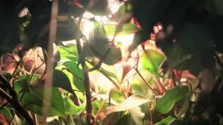 living colors im terrarium 