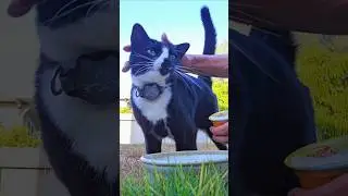 [kitty taste test] meow mix chunks in gravy wet cat food review
