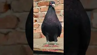 Kala Gujarati kabootar lover 🔥👑💯 #pigeonhouse #kabootar #kabootar #pigeonlaver#sahillakhpati