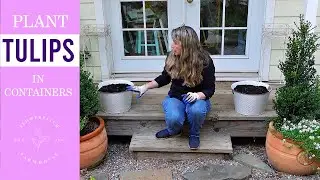 Plant Tulips in Containers