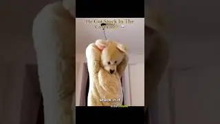 He Got Stuck In The Costume ☠️ #scary