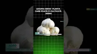 LEGUMA IERNII  PLANTA CARE POATE FI CULTIVATĂ IARN