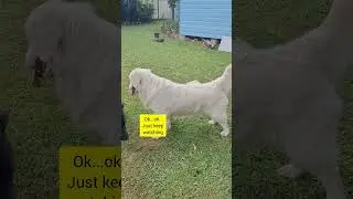 Can i play too ? #dogsitter #funnydog #funnydogsvideo #petsitter #petsitterlife #goldenretriever
