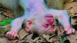 Beautiful lovely cutie new born baby monkey#babymonkeybobby 