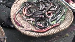 Eels Cambodia