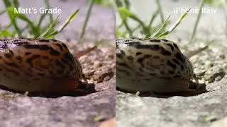 iPhone Footage to Cinematic Magic 🎥 | Color Grading of Leopard Slug