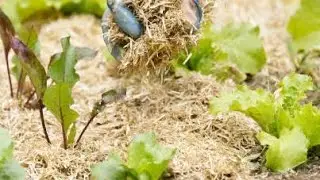 Mulching straw benefits and uses straw mulching #mulchingsolutions #agriculture 