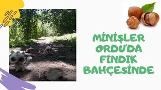 MİNİŞLER ORDU'DA FINDIK BAHÇESİNDE 🐈🌰🌿 Littlestpetshop in the hazelnut garden #ordu #ünye #karadeniz