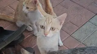 നല്ല കുടുംബത്തിൽ പിറന്ന മക്കളാ 😂😂😇😇