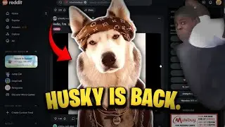 Husky is back! Reviewing your hauls