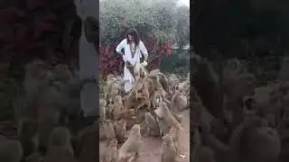 _*New viral video 🥰||new monkey love whatsapp status video 🥰||#shot #short_video #reals
