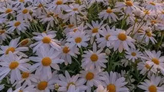 asmr в ужасном роблоксе, играю в хоррор, пошел плакать