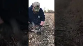 How to put in a flat set for coyotes (T-Bone set)