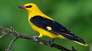 Experience Nature's Symphony: The Striking Call of the Eurasian Golden Oriole