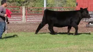 Lot 9 2025 Clear Choice Female Sale
