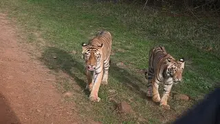 choti Tara with cubs | mother love | # wildlife
