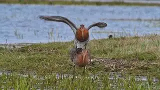Pair of black-tailed godwits (Limosa limosa) courting and mating in wetland, Belgium