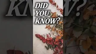 What Plant Did Aboriginal Australians Use in Healing Baths? #didyouknow #facts #bathfacts