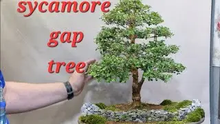 Pruning my myrtle sycamore gap tree