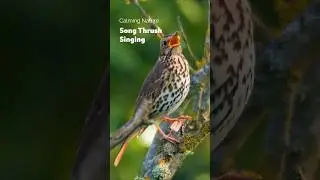 Calming Dawn Chorus is Nature's Stress Relief