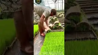#farming #زراعة #explore حصاد النجيلة الصناعية: Artificial turf harvesting.