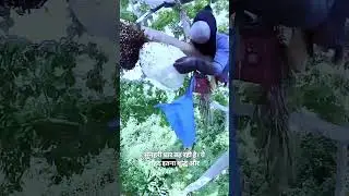 Wild Honey Extraction 😱~mini woodworking art skill / wood / handcrafts /#viralshorts #shorts