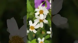 中年好好傾 - How Deep is your love/ Bee Gees#大自然#希望你能在這短短一刻慢下來，感受音樂與植物帶來的平安治癒#朋友喜歡這short請給like 與及留言分享訂閱🫰🩷