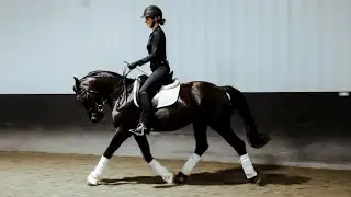 Stunning 6-Year-Old Black Friesian Sport Horse Gelding: A Majestic Beauty Ridden by an Amateur