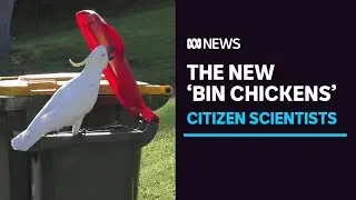 Cockatoos learn how to flip open garbage bins by copying each other | ABC News