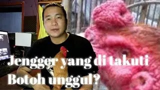 Mitos atau fakta jengger sumber