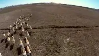 Path of the Pronghorn Wildlife Corridor