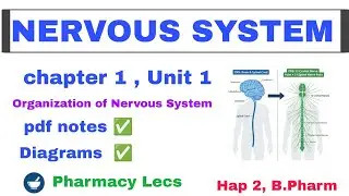 Nervous system | Organisation of nervous  system | part 1 Unit 1 | Hap 2nd semester | PharmacyLec