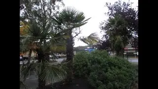 Trachycarpus fortunei Palm trees love cooler weather