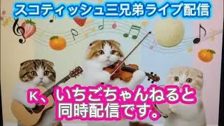 スコティッシュ三兄弟 No.185  Ｋ、いちごちゃんねると同時配信します。